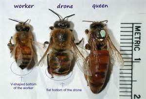 L to R: Worker, Drone and Queen Bee